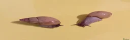 Snails invertebrates for sale: ZANZIBAR GIANT AFRICAN LAND SNAILS - Advert 3