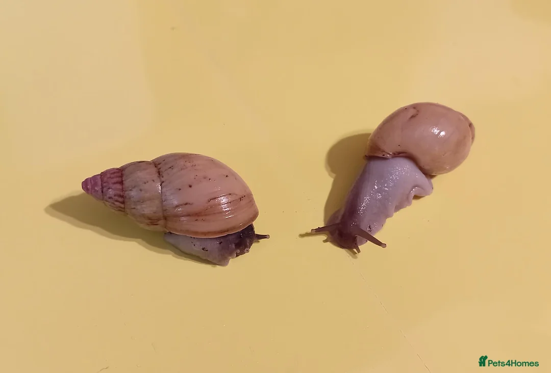 Snails invertebrates for sale: ZANZIBAR GIANT AFRICAN LAND SNAILS - Advert 1