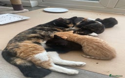 Domestic Shorthair cats for sale: Adorable kittens  - Image 1