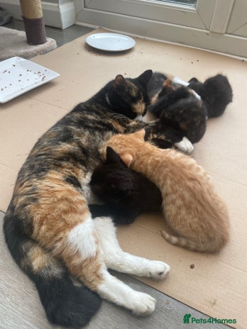 Domestic Shorthair cats - Advert 1