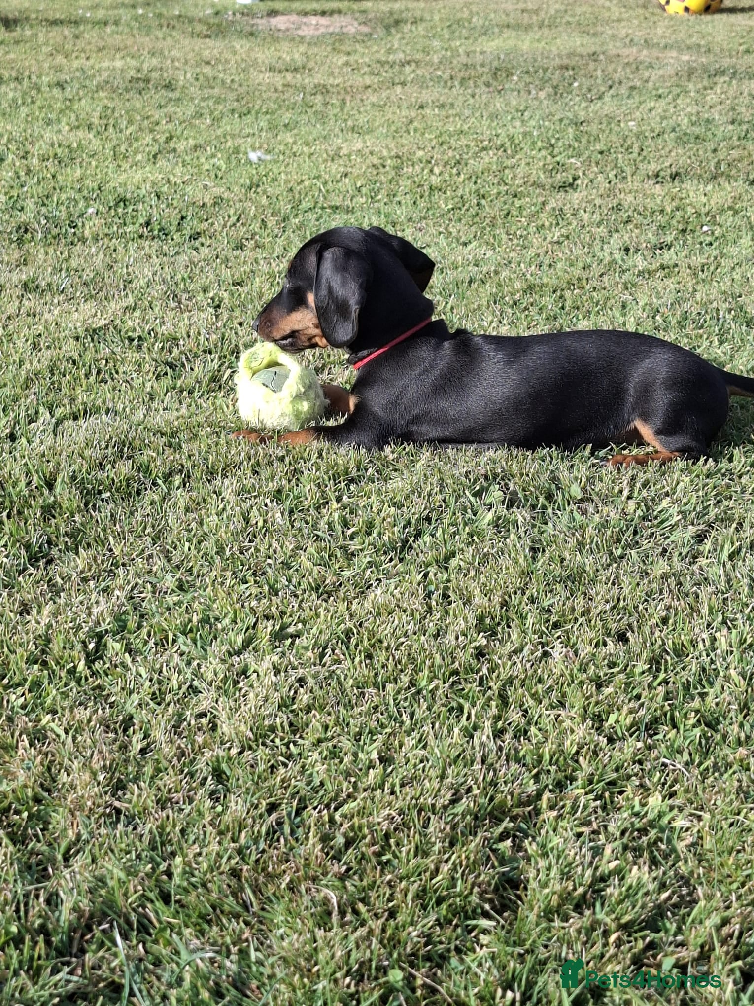 Miniature Dachshund dogs Miniature Dachshund pups  - Advert 2