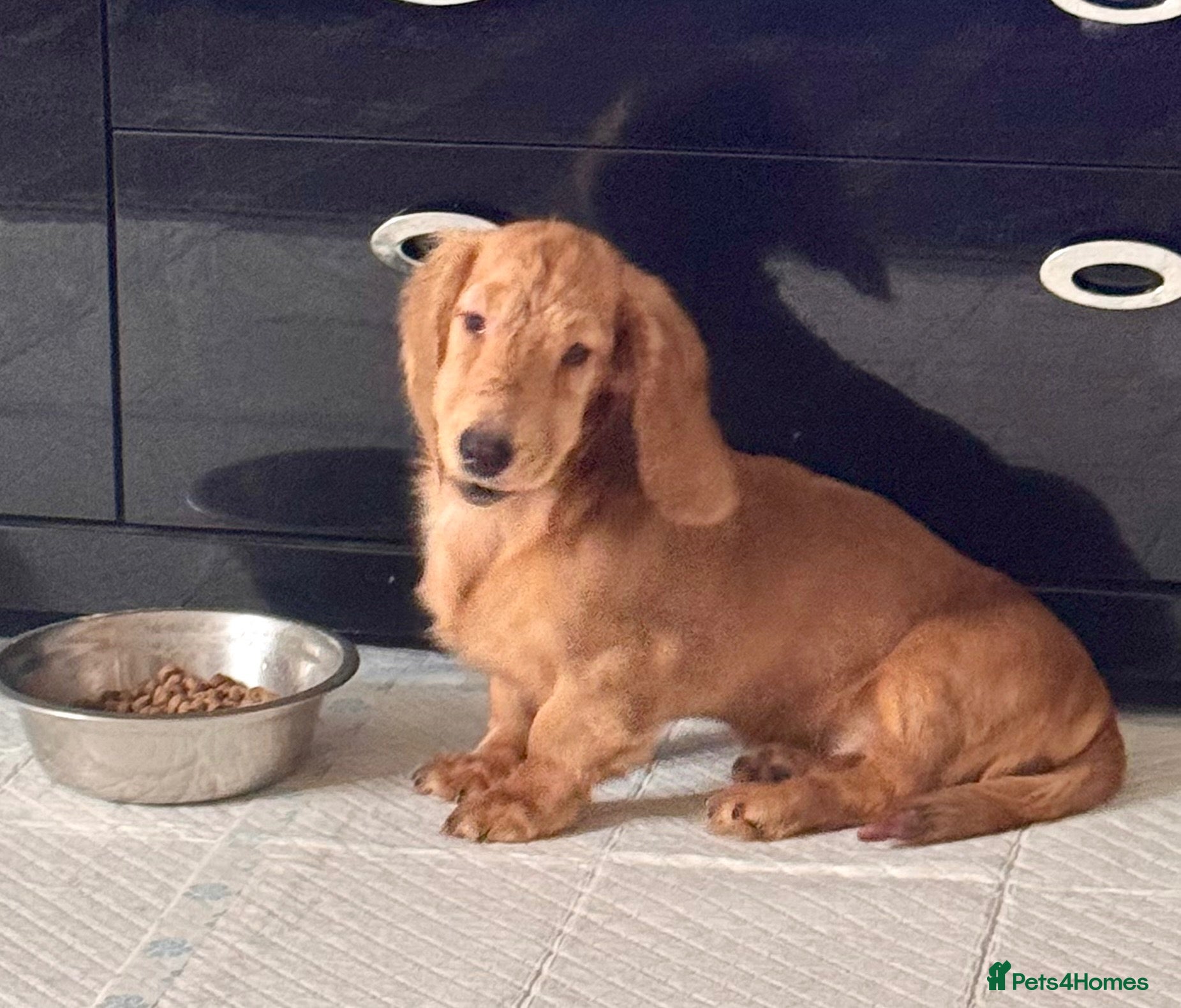 Dachshund dogs 🐾 Beautiful Long-Haired Dachshund Puppies 🐾 - Advert 1