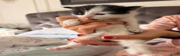 Mixed Breed cats for sale: 🐾 4 Adorable Kittens 🐱 Raised With Love ❤️ - Advert 5