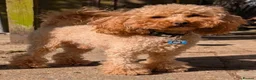 Toy Poodle dogs for sale:  Beautiful Toy Poodle Puppies  - Advert 19