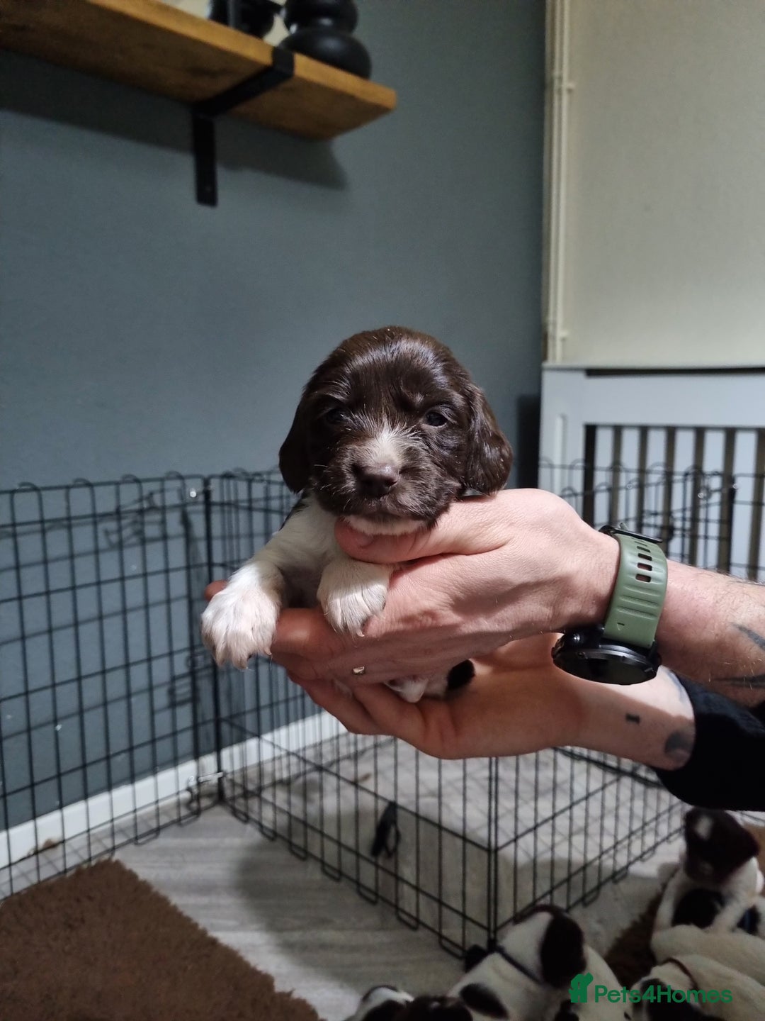 English Springer Spaniel dogs for sale: KC registered English Springer Spaniel puppies 🐾 - Advert 10