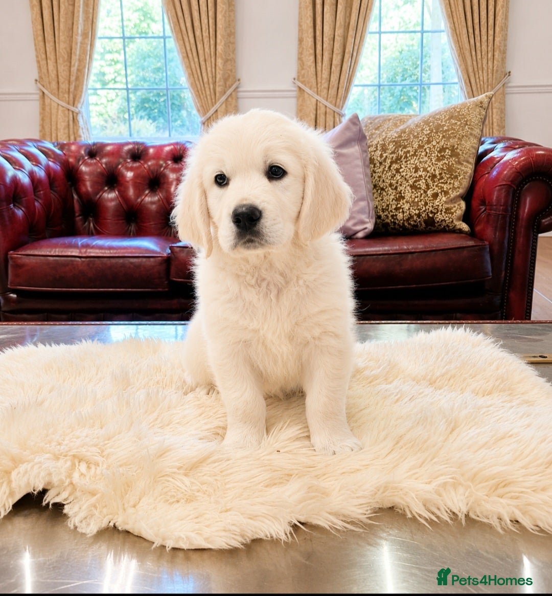 Golden Retriever dogs Newmiller Retrievers - Kc Reg Health Tested Girl - Advert 1