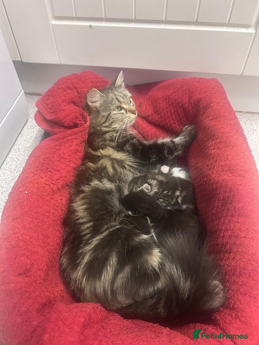 Mixed Breed cats for sale: 5 cute kittens - Image 1