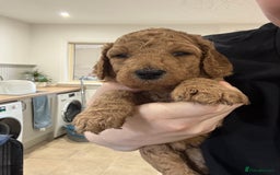 Irish Doodle dogs for sale: 6 beautiful F1b Irish Doodle puppies ❤️🐶 - Image 19