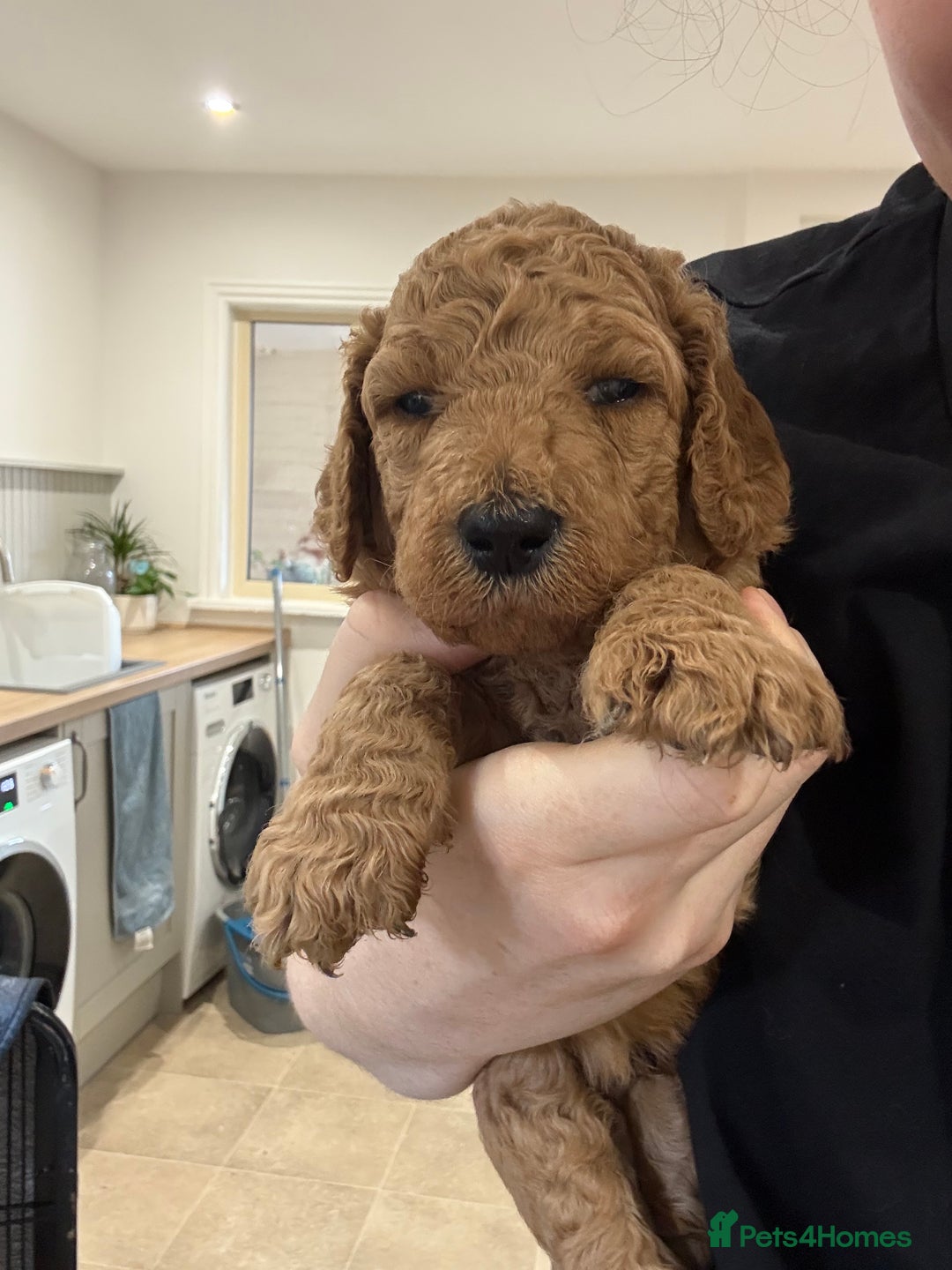 Irish Doodle dogs for sale: 6 beautiful F1b Irish Doodle puppies ❤️🐶 - Image 19