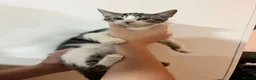 Mixed Breed cats for sale: Kittens ready to go! - Advert 3