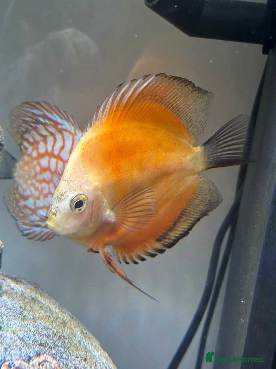 Discus fish for sale: Discus for sale - Advert 7