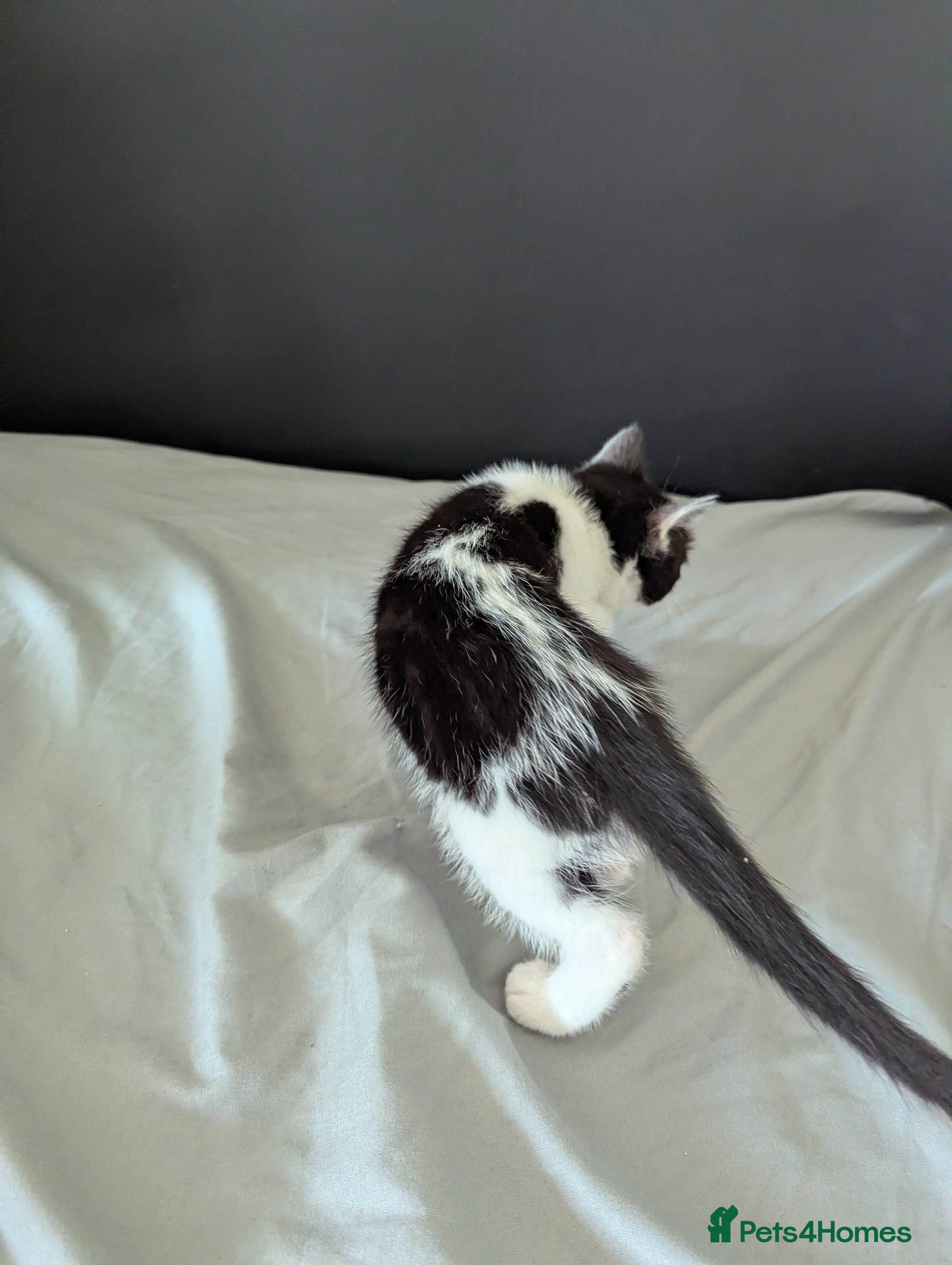 Mixed Breed cats for sale: Cats for sale - Advert 4