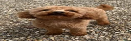 Toy Poodle dogs for stud: 🌹 RED TOY POODLE 9 INCH 2.8 KG HEALTH TESTED 🌹 - Advert 7