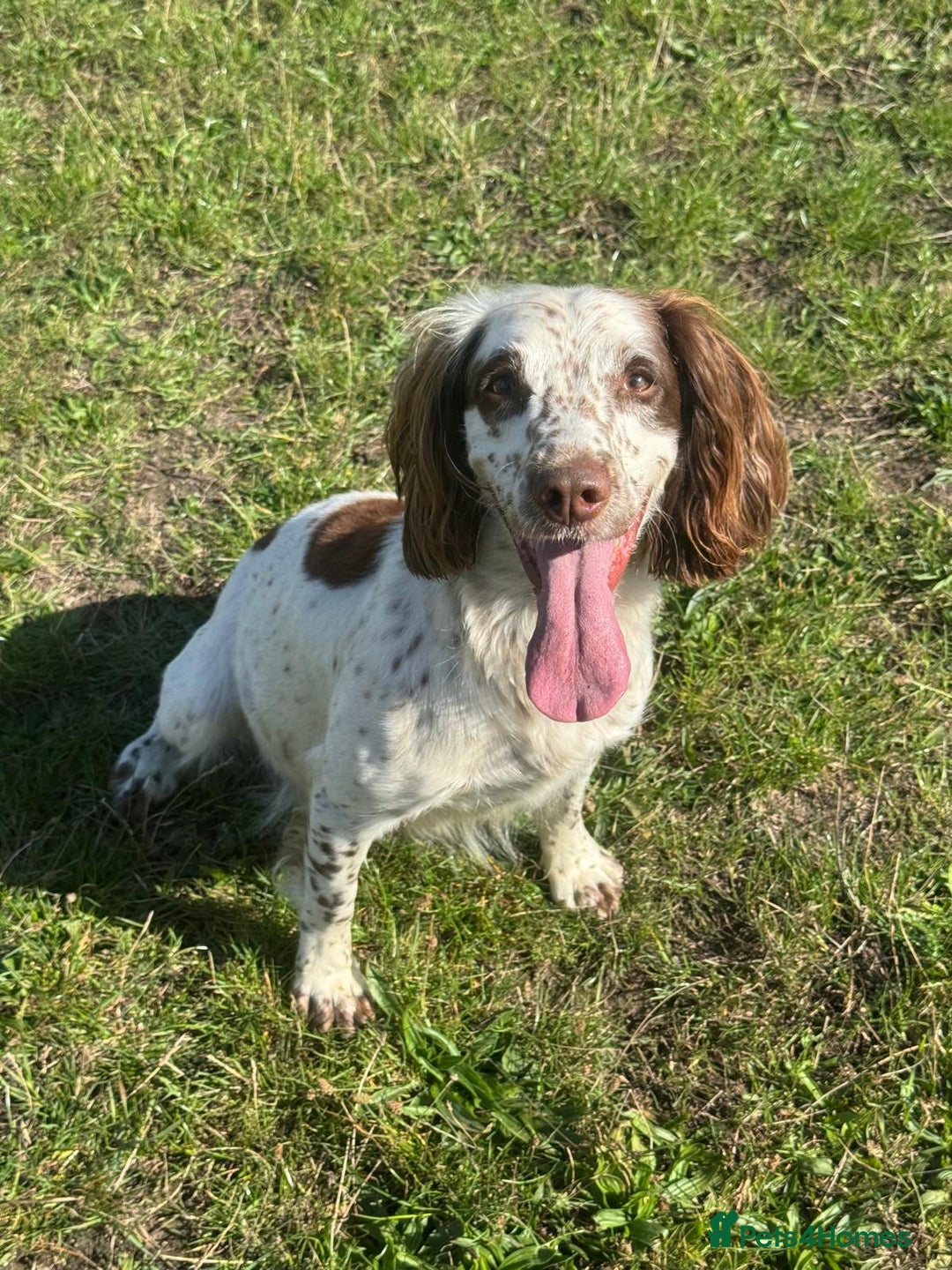 Mixed Breed dogs for sale: Working Sprocker Spaniel - Image 3