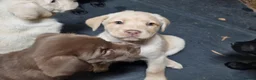 Labrador Retriever dogs for sale: 10 beautiful pedigree labrador pups in Pontypool - Advert 27