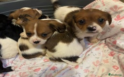 Mixed Breed dogs for sale: Lovely caver jack puppies for sale  - Advert 10