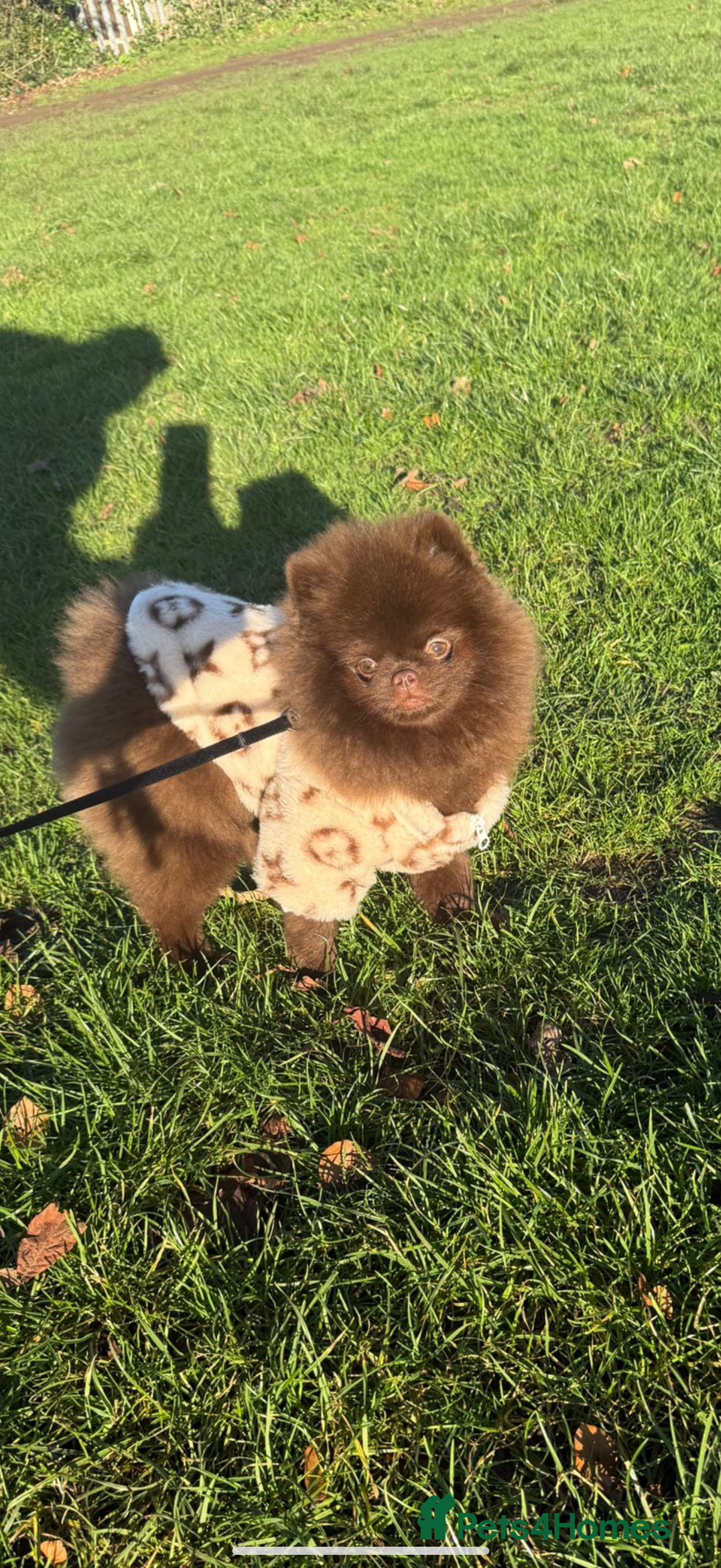 Pomeranian dogs CHOCOLATE TEACUP POMERANIAN STUD 🐻🇷🇺🍫 - Advert 4