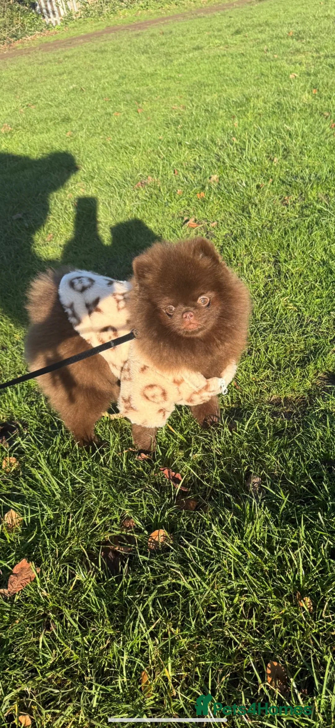 Pomeranian dogs for stud: CHOCOLATE  **  POMERANIAN STUD 🐻🇷🇺🍫 - Advert 1