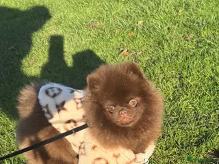 Pomeranian dogs CHOCOLATE TEACUP POMERANIAN STUD 🐻🇷🇺🍫 - Advert 4