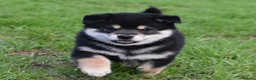Japanese Shiba Inu dogs for sale: Exceptional Japanese Shiba Inu Puppies - Advert 5