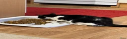 Mixed Breed cats for sale: My Four Adorable Kittens - Advert 17