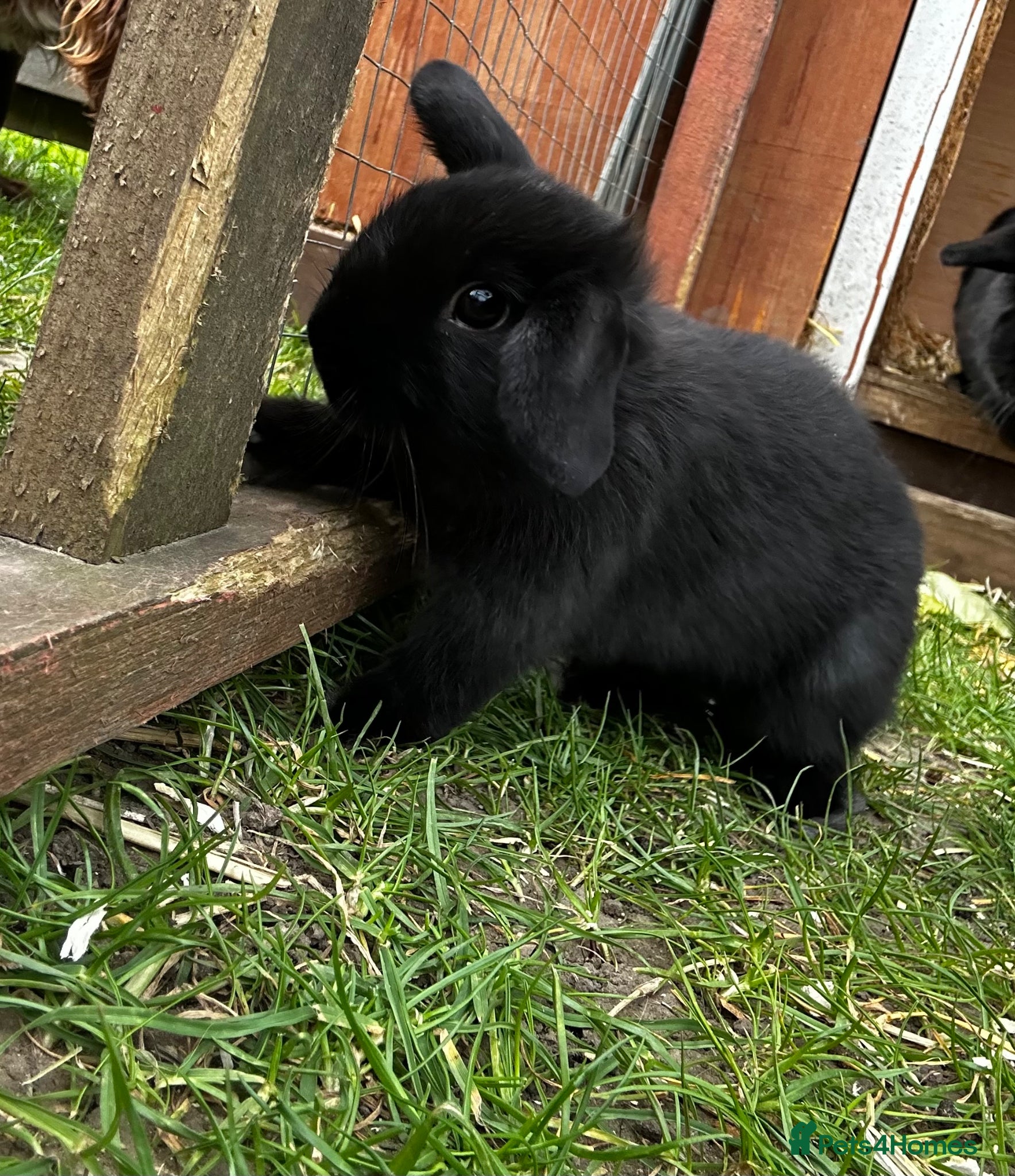 Mixed Breed rabbits Ready now 1 boy left! Mini lop x  - Advert 1