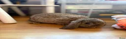 Mini Lop rabbits for sale: 5 x mini lops - Advert 4