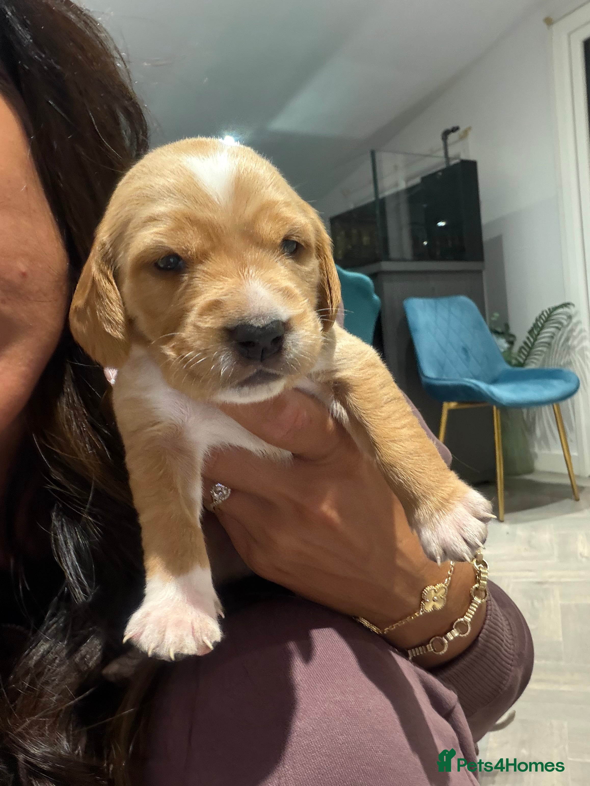 Cocker Spaniel dogs 🐾Show type cocker spaniel health tested puppies🐾 - Advert 18