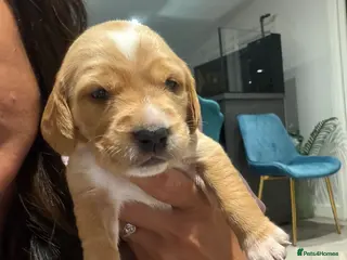 Cocker Spaniel dogs 🐾Show type cocker spaniel health tested puppies🐾 - Advert 18