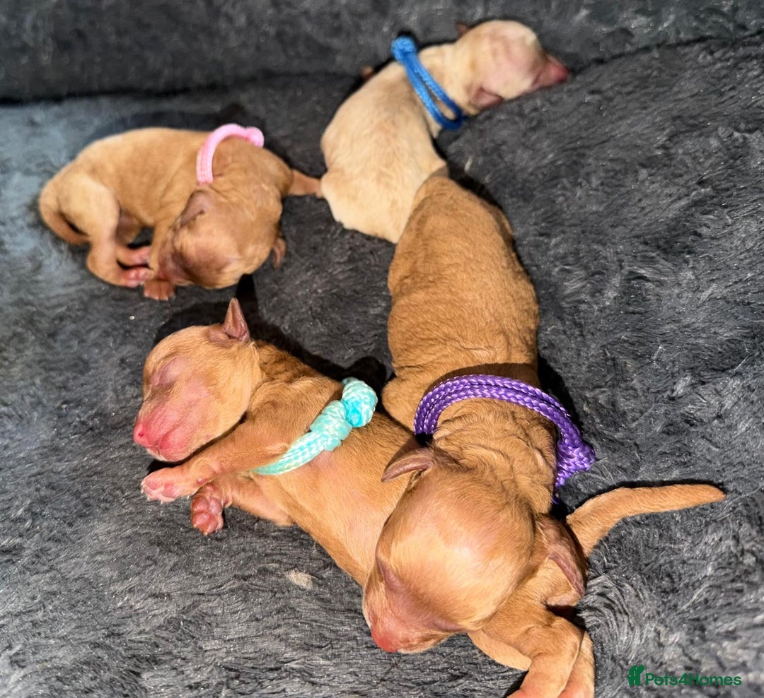 Toy Poodle dogs for sale: Adorable Tiny Toy Poodles - Advert 13