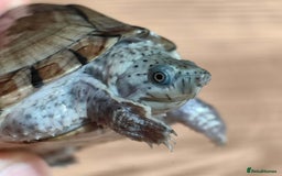 Turtle reptiles for sale: Razorback Musk Turtle, Free 4 bags 40g turtle food - Image 3