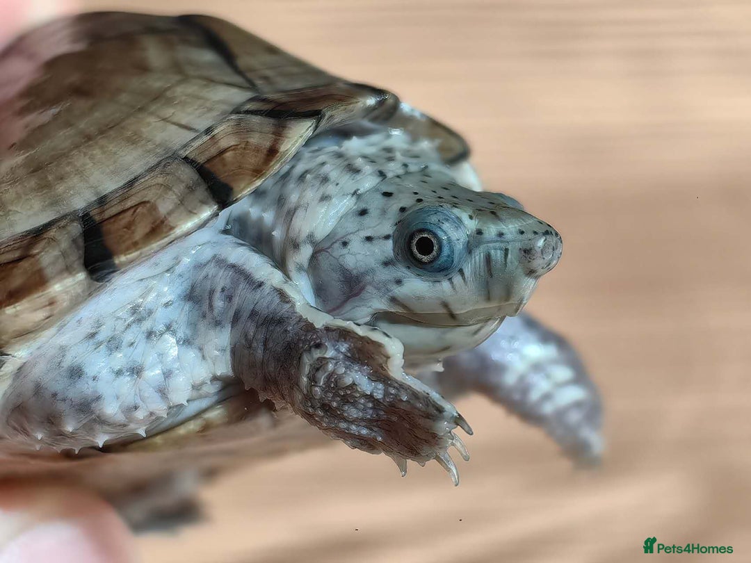 Turtle reptiles for sale: Razorback Musk Turtle, Free 4 bags 40g turtle food - Image 3