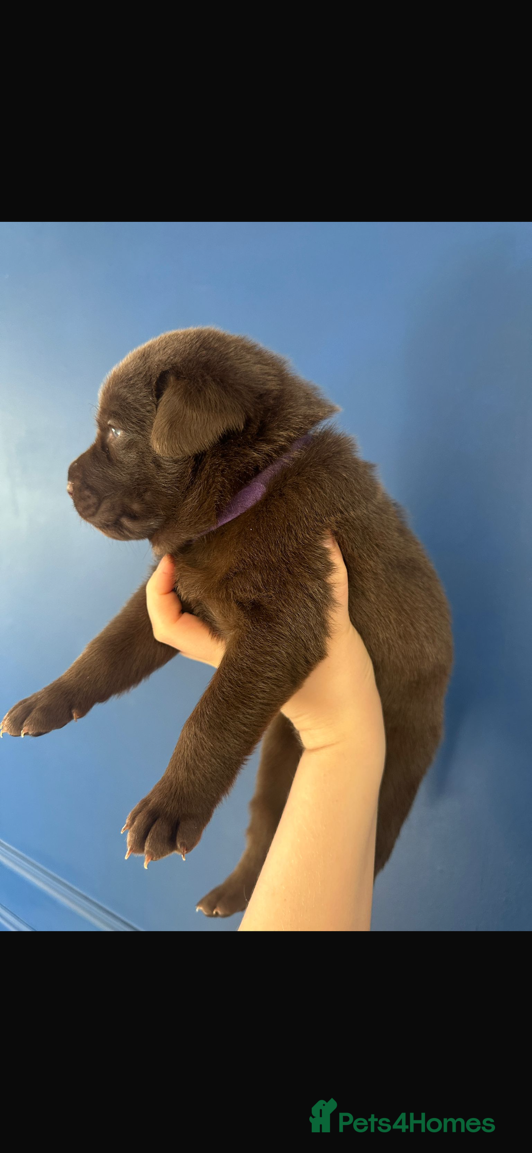 Mixed Breed dogs for sale: Chocolate Shepradors - Image 21