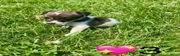 Jack Russell dogs for sale: Beautiful Jack Russell Pups Ready for Forever Home - Advert 12
