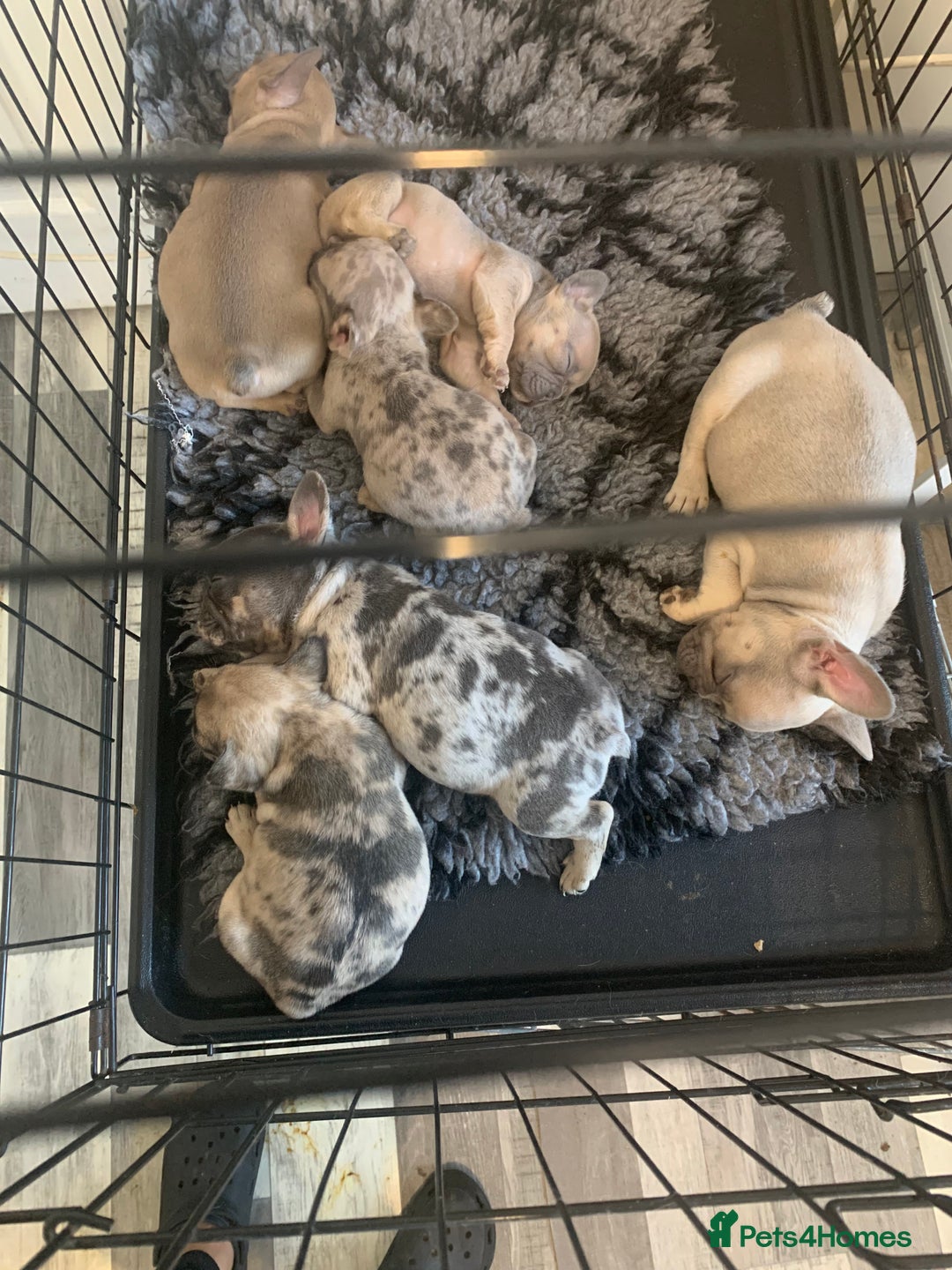 French Bulldog dogs for sale: French bulldogs  - Advert 12