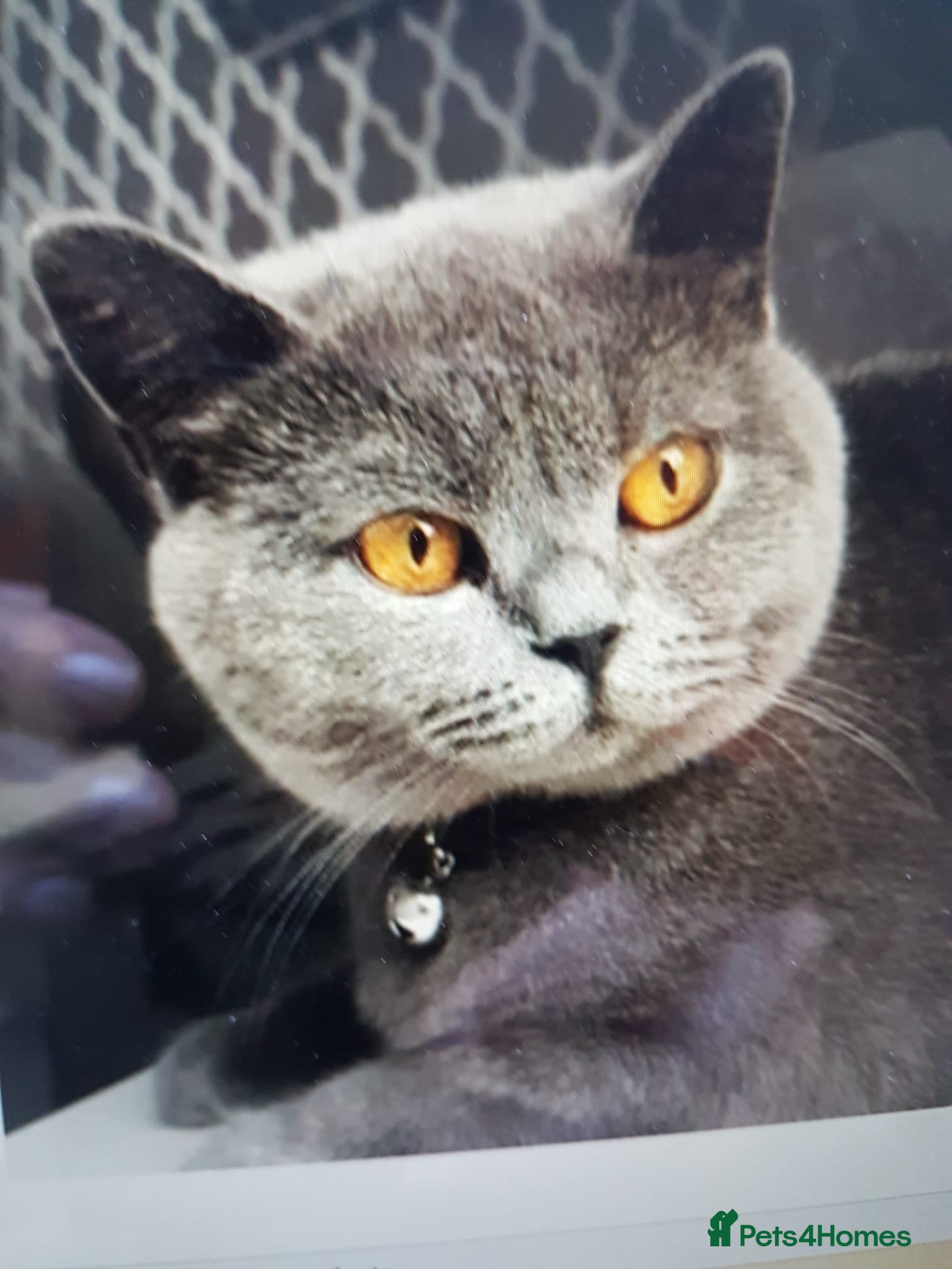 British Shorthair cats Belle – 6-Year-Old British Shorthair - Advert 2