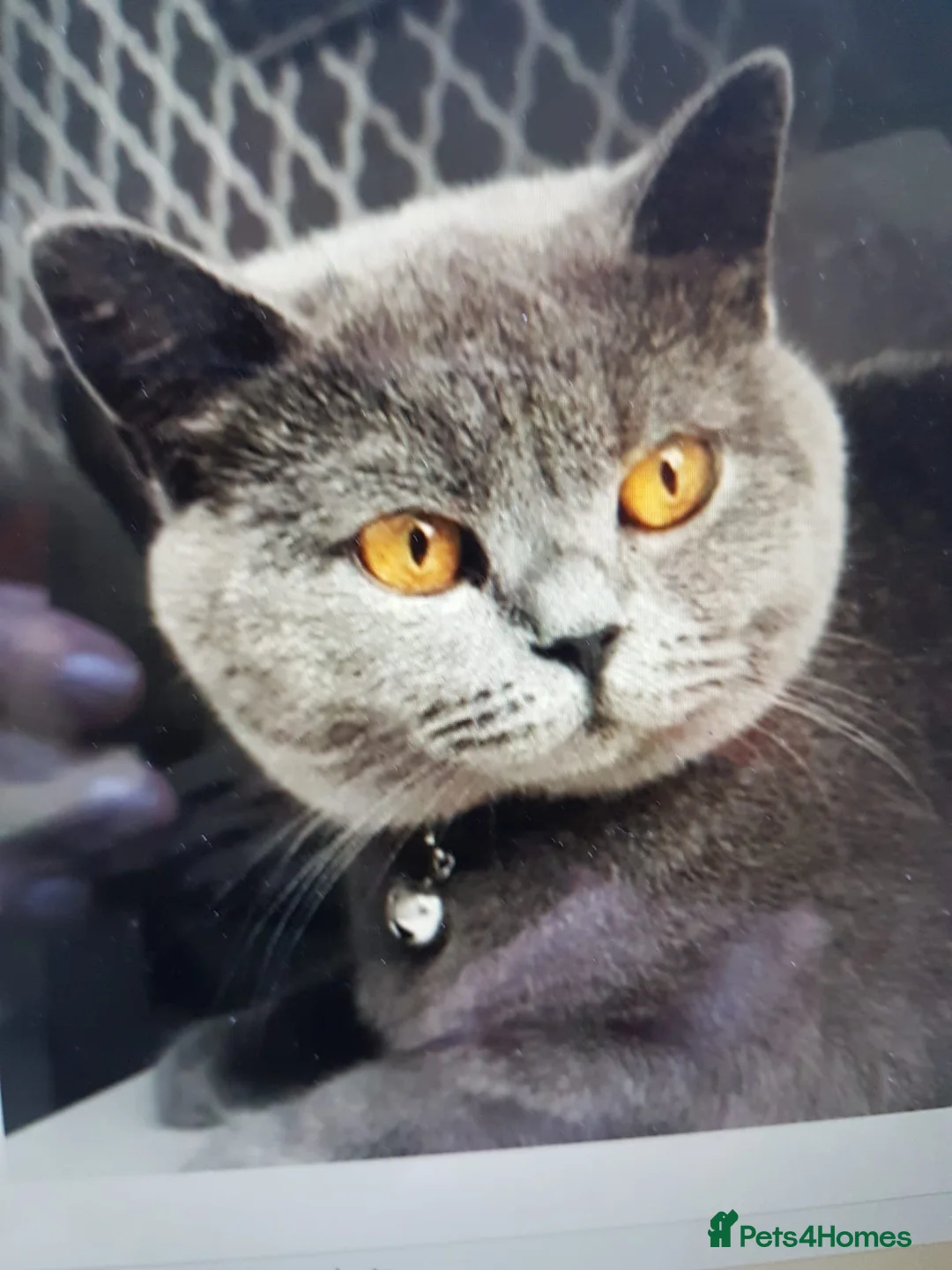 British Shorthair cats for sale: Belle – 6-Year-Old British Shorthair - Advert 1