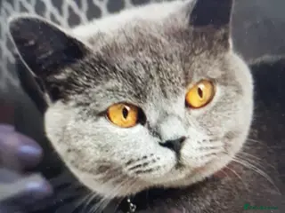 British Shorthair cats Belle – 6-Year-Old British Shorthair - Advert 5
