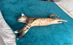 Mixed Breed cats for adoption: CARLA AMAZING RESILIENT FEET MISSING AFFECTIONATE  - Image 5