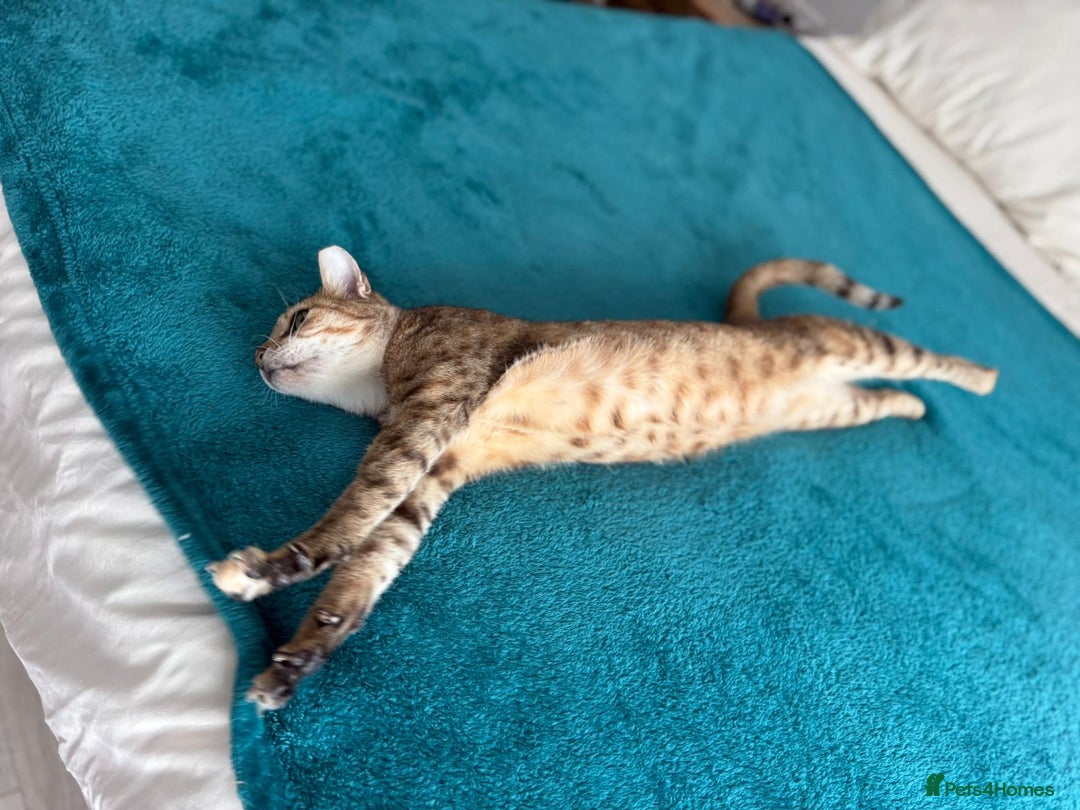 Mixed Breed cats for adoption: CARLA AMAZING RESILIENT FEET MISSING AFFECTIONATE  - Image 5