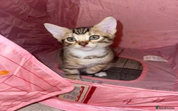 Mixed Breed cats for sale: Stunning Bengal Kittens - Advert 12