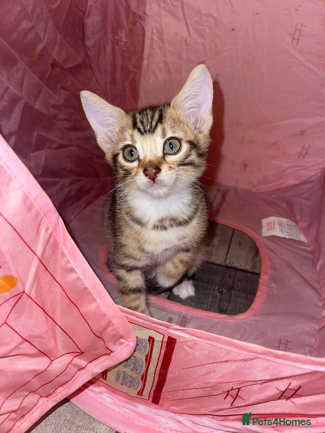 Mixed Breed cats for sale: Stunning Bengal Kittens - Advert 12