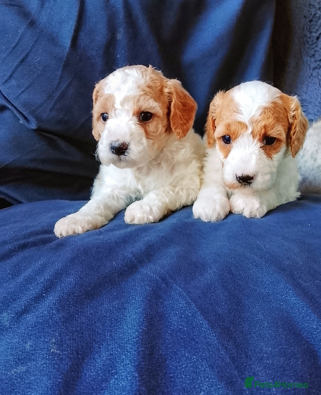 Cavapoo dogs for sale: F1b Cavapoo Puppies  - Advert 9
