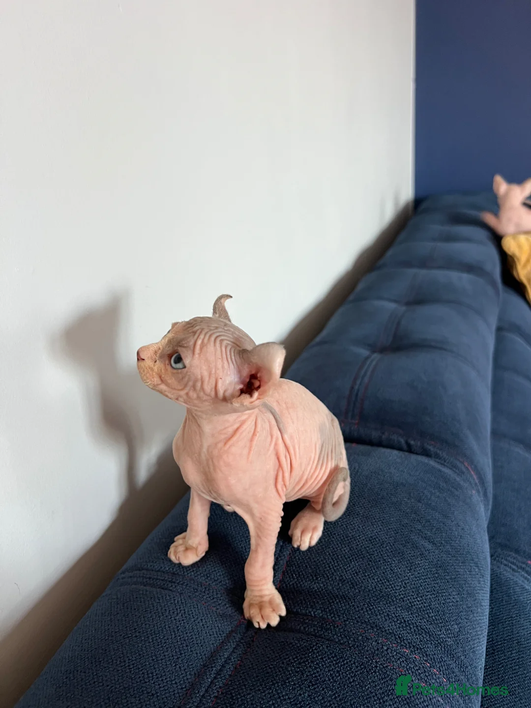 Sphynx cats for sale: Beautiful Blue-Eyed Sphynx Kittens – Ready Now - Advert 29
