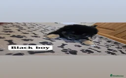 Japanese Shiba Inu dogs for sale: Shiba Inu – 5 Puppies  - Advert 4