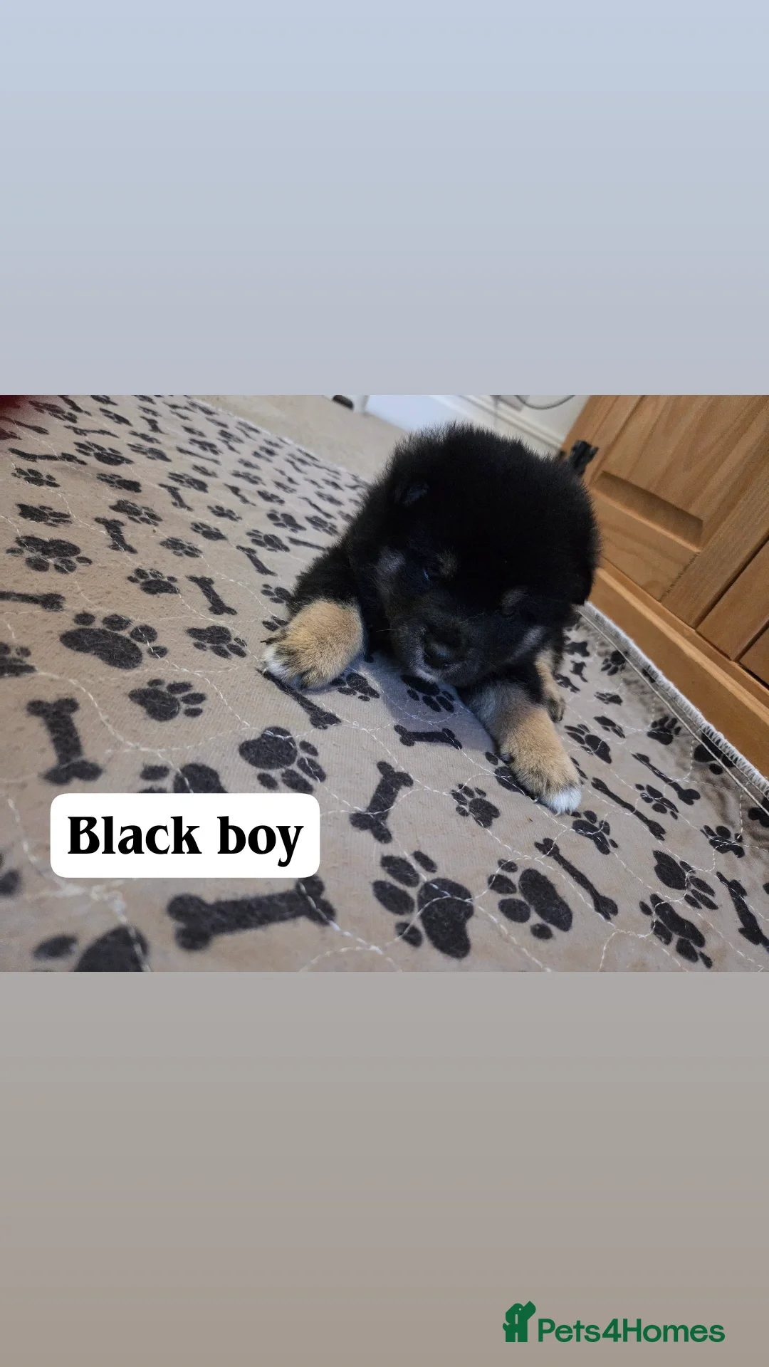 Japanese Shiba Inu dogs for sale: Shiba Inu – 5 Puppies  - Advert 4