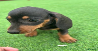 Miniature Dachshund dogs - Advert 4