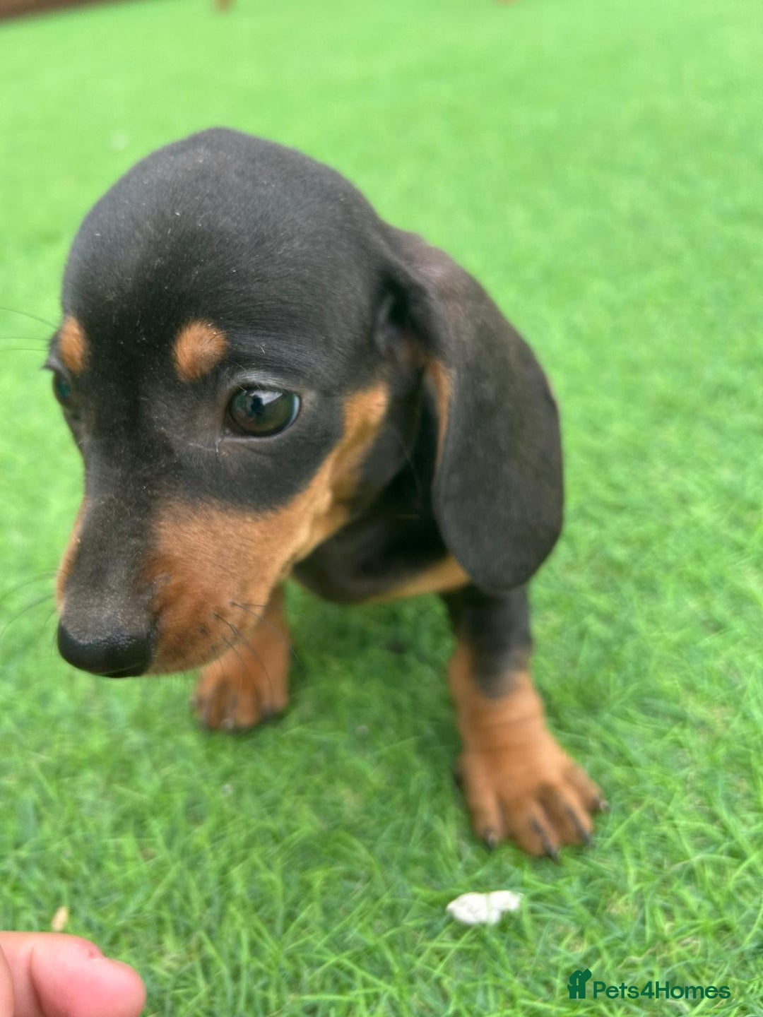 Miniature Dachshund dogs for sale: Beautiful miniature Dachshund puppies  - Image 3