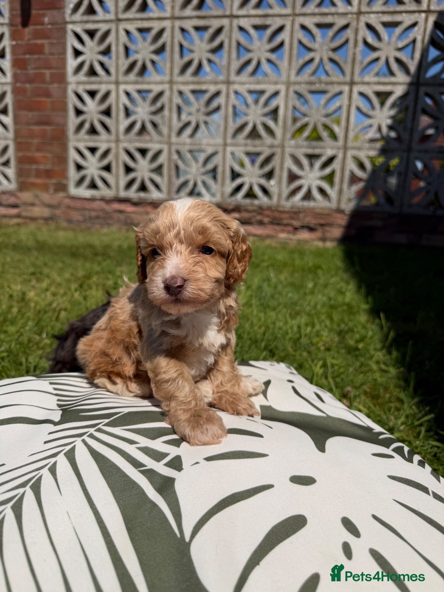 Cockapoo dogs Cockapoo puppies - Advert 6