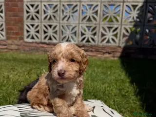 Cockapoo dogs Cockapoo puppies - Advert 1